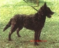 Raza: Perro pastor holandes
