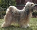 Raza: Tibetan Terrier (Terrier tibetano)