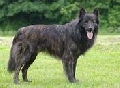 Raza: Perro pastor holandes