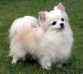 Raza: Chihuahua