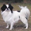 Raza: Spaniel japones