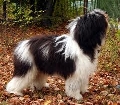 Raza: Perro pastor polaco de las llanuras