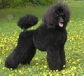 Raza: Caniche
