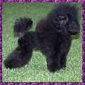 Raza: Caniche