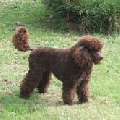 Raza: Caniche