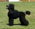 Raza: Caniche