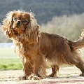 Raza: King Charles Spaniel