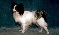 Raza: Epagneul nain Continental (Spaniel continental enano)