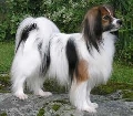 Raza: Epagneul nain Continental (Spaniel continental enano)