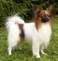 Raza: Epagneul nain Continental (Spaniel continental enano)