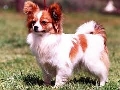 Raza: Epagneul nain Continental (Spaniel continental enano)