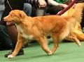 Raza: Nova Scotia duck Tolling R (Perro cobrador de la nueva Escocia)