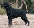Raza: Curly Coated Retrieverde pelo rizado