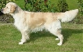 Raza: Golden Retriever