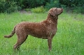 Raza: Chessapeake Bay Retriever