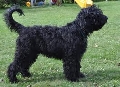 Raza: Barbet (Perro de agua frances)