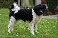 Raza: Wetterhoun (Perro de agua frison)