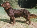Raza: Deutscher Wachtelhund (Perdiguero aleman)