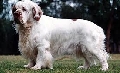 Raza: Clumber Spaniel