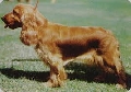 Raza: Cocker Spaniel Ingles