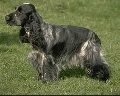 Raza: Cocker Spaniel Ingles