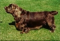 Raza: Sussex Spaniel