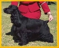 Raza: Cocker Spaniel Americano