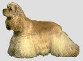 Raza: Cocker Spaniel Americano