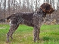 Raza: Deutsch Drahthaar (Perro de muestra aleman de pelo duro)