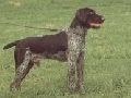 Raza: Deutscher Sticherlhaariger V. (Perro de muestra aleman de pelo cerdoso)