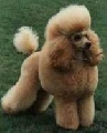 Raza: Caniche