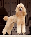 Raza: Caniche