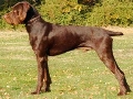 Raza: Pudelpointer