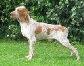 Raza: Braco Italiano