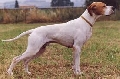 Raza: Pointer ingles