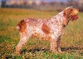 Raza: Perro de muestra italiano de pelo duro