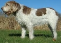 Raza: Spinone Italiano (Perro de muestra italiano de pelo duro)