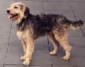Raza: Sabueso de Bosnia de pelo cerdoso (Barak)