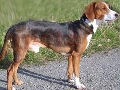 Raza: Sabueso aleman