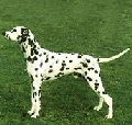 Raza: Dalmata