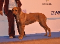 Raza: Rhodesian Ridgeback (Perro crestado rodesiano)