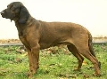 Raza: Rastreador del Hanover
