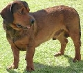Raza: Perro tejonero alpino
