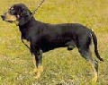 Raza: Sabueso eslovaco