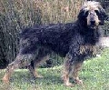 Raza: Grifon Nivernais