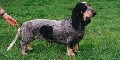 Raza: Peque�o sabueso azul de Gascu�a