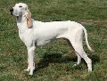 Raza: Porcelaine