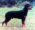 Raza: Sabueso de Transilvania