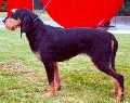 Raza: Sabueso italiano