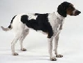 Raza: Haldenstovare (Sabueso Haden)